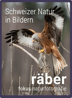 Tier- und Landschaftsfotografie in der Schweiz Fokus-Naturfotografie-ch: Landschafts- und Tierfotografie Schweiz