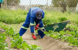 Der Gartenarchitekt: Gott spielen im Garten